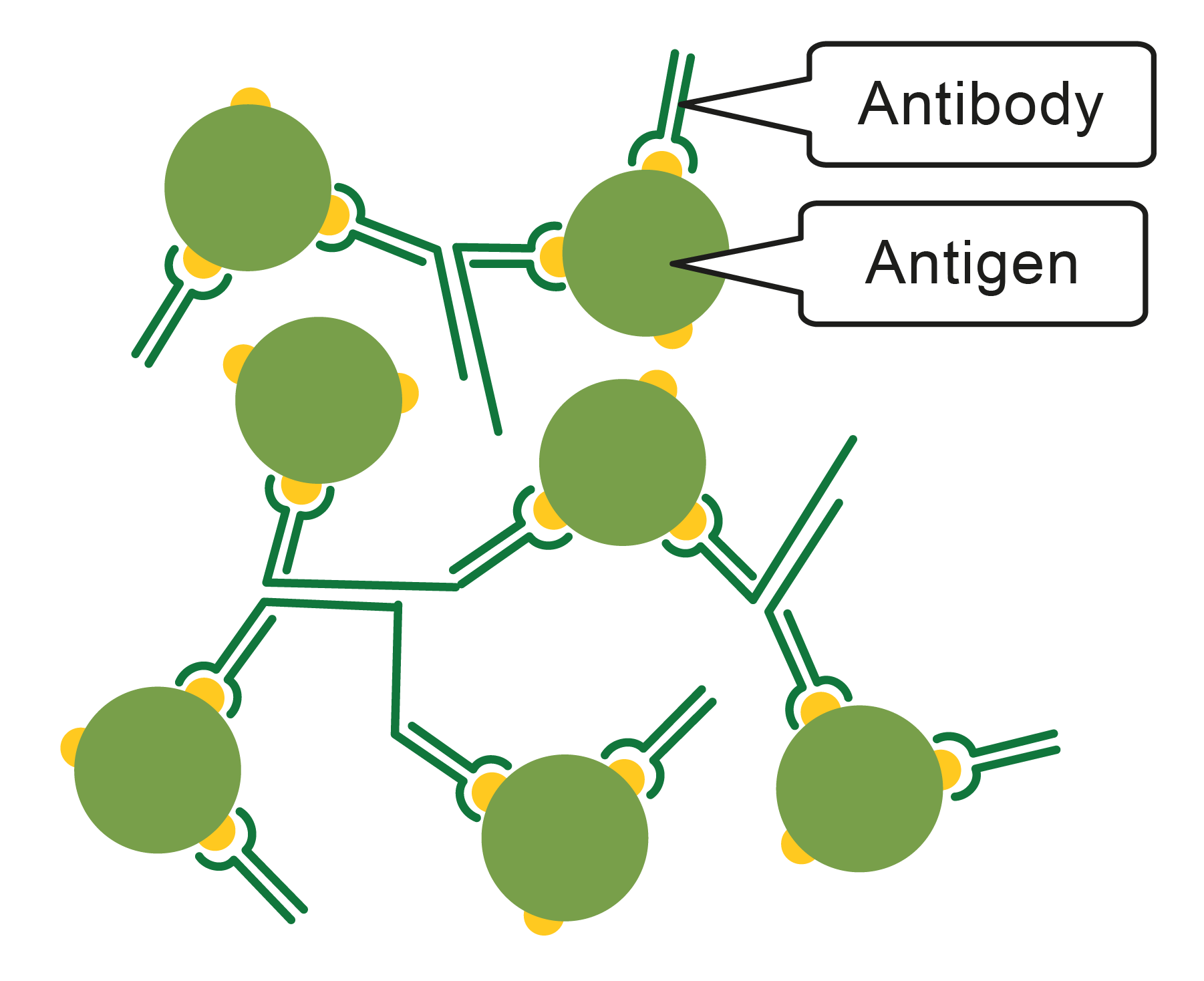 Image of antibody and antigen